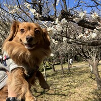 コロ