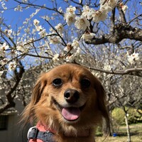 モモ