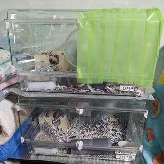 ゴールデンハムスターとネザーランド