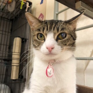 ナデナデ大好きな美少女フクちゃん