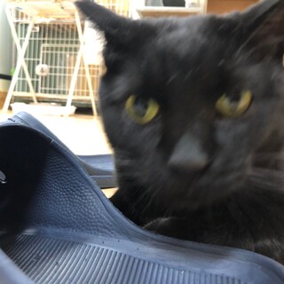 おもちゃで遊ぶのが大好きな雪ちゃん！