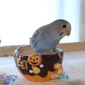 セキセイインコ　手乗り