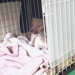 保護先が決まったため募集終了