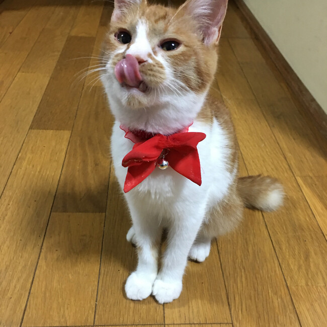 sayumi06のカバー写真