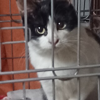 ハチワレみたいな三毛猫さん、６ヶ月