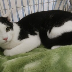 「おおさかねこネット里親会」サムネイル2