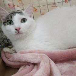 「おおさかねこネット里親会」サムネイル3