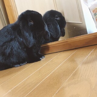 男の子 2歳 ホーランドロップです