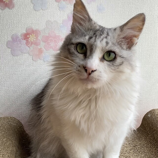 【お見合い随時】ふわふわ&穏やかな性格/1匹OK