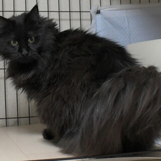 純粋ノルウェージャン6歳女の子