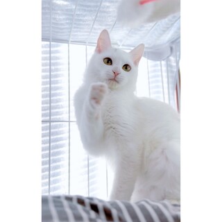 つくしと一緒に募集し直します☆