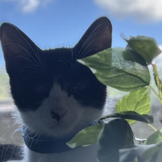 懐っこい白黒の猫ちゃん！
