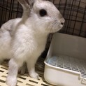 ミニウサギオス3ヶ月
