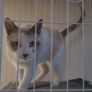 ブルーアイ　パステル　かりんちゃん　愛護センター