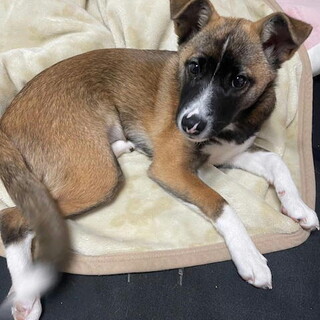 不妊手術済みスリムで大人しい子犬