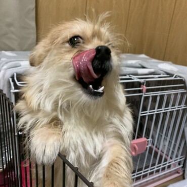 チワペキのらくちゃんです