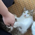 むちむちまるまる◎甘えん坊の四男くん♂