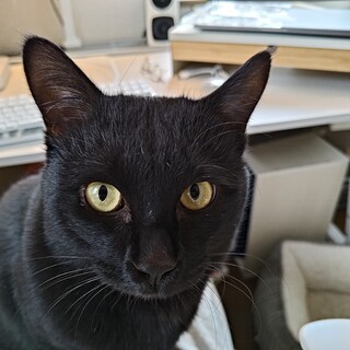 人懐っこいイケメン黒猫くーちゃん