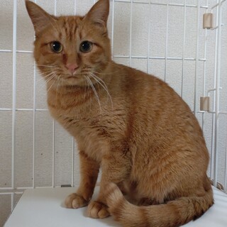 超甘えたさん★すずしろ★まったりガール