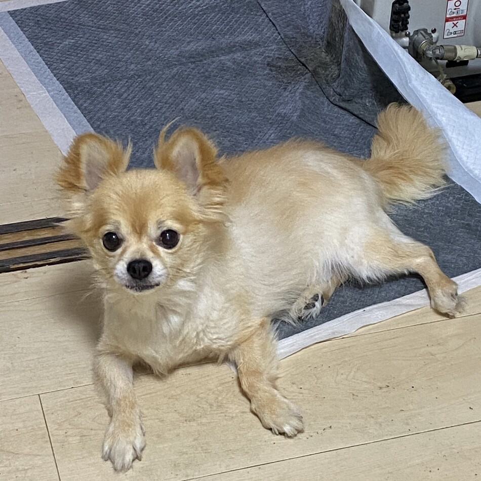ココのカバー写真