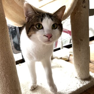 すりすり大好き◎かまって欲しい次男くん♂