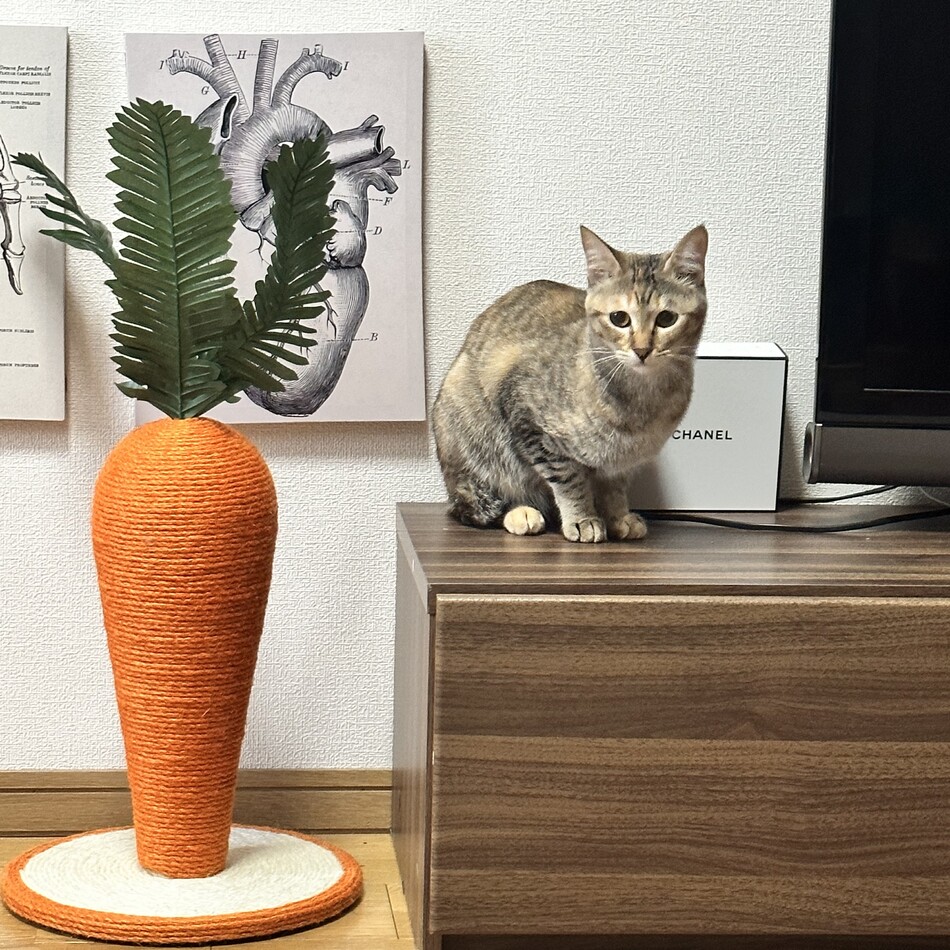 ゆぴのカバー写真
