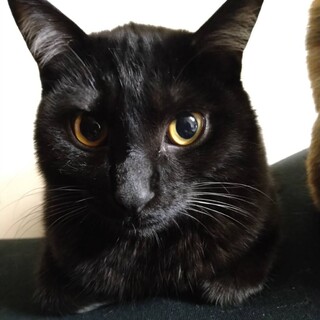 お目目ぱっちりな美男子⭐︎コテツくん