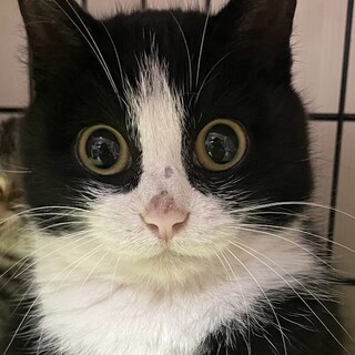 里親決定。くるみ君