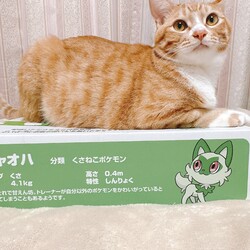 「お久しぶりの投稿です。」サムネイル2
