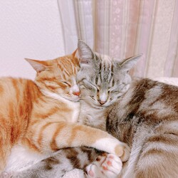 「お久しぶりの投稿です。」サムネイル3