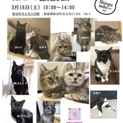 ねこの譲渡会