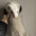 フェレット