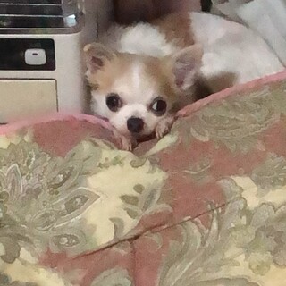 引っ越し先で飼うことができなくなりました