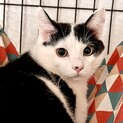 体が大きめの温和な男の子猫去勢済み22年8月8日生