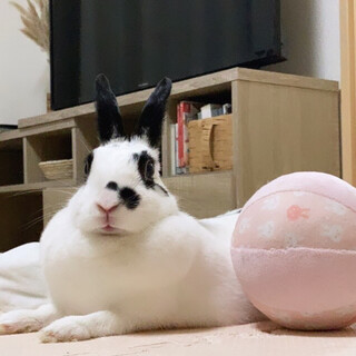 3歳 うさぎ 元気な女の子です！