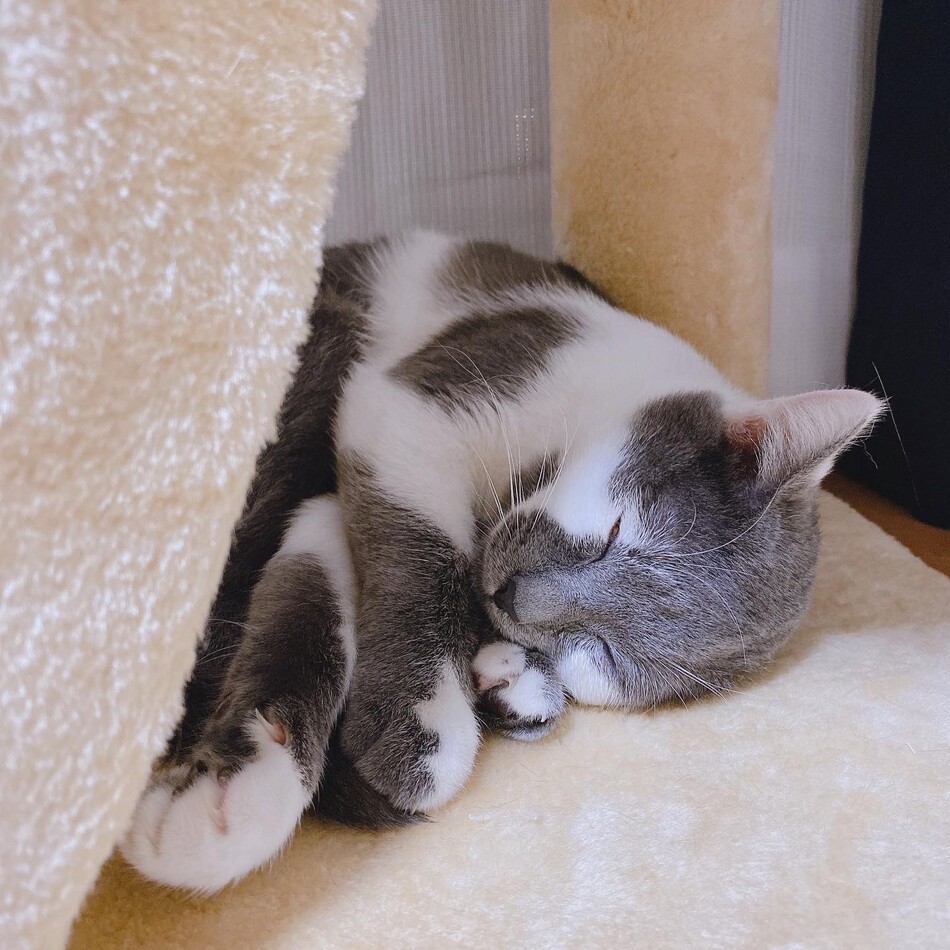 ぶぶのカバー写真