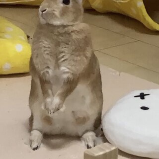 3歳3ヶ月 うさぎ 大人しい女の子です！