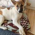 犬も猫も大丈夫！かわいい☆まるくん