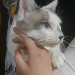 ハートのマークがとっても可愛いシロシロくん