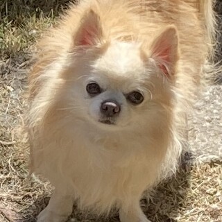 7歳の男の子です