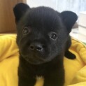 生後約2ヶ月♡おっとり可愛い甲斐犬の女の子♪