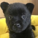 生後約2ヶ月♡元気いっぱい甲斐犬の女の子♪