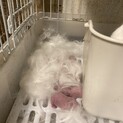 うさぎさんの赤ちゃん
