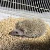 ハリネズミ サムネイル2