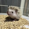 ハリネズミ サムネイル6