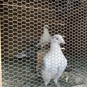 鳩　お譲り致します