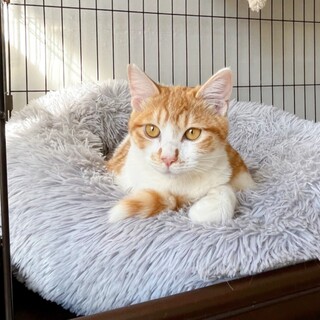 3/19西千葉ෆ⃛猫好きな猫ですෆ⃛えのきくん