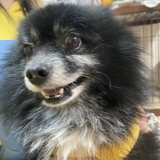 甘えん坊のポコ♂