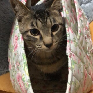 たいへん人懐こい　にゃお〜くん