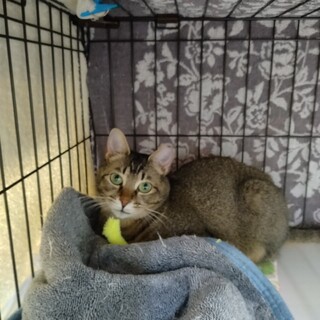 ☆美猫♡マムちゃん♡